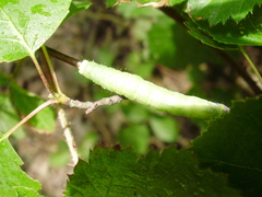 Orthosia populeti