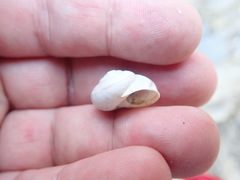 Cahuillus indioensis