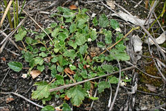 Commersonia prostrata