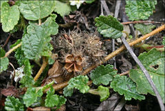 Commersonia prostrata