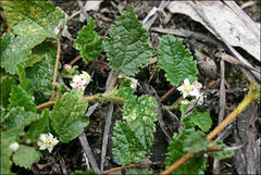 Commersonia prostrata