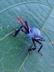 Alcaeorrhynchus grandis