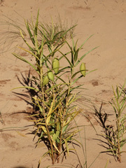 Asclepias labriformis