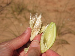 Asclepias labriformis