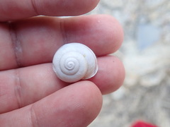 Cahuillus indioensis