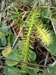 Lycopodiella appressa
