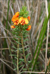 Pultenaea humilis
