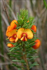 Pultenaea humilis