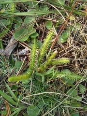 Lycopodiella appressa