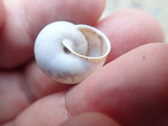 Cahuillus indioensis