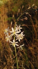 Trachyandra asperata