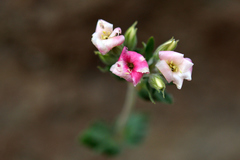 Viviania marifolia
