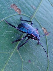 Alcaeorrhynchus grandis