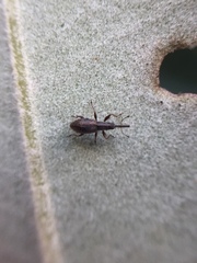 Neocyba metrosideros