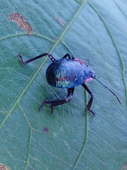 Alcaeorrhynchus grandis