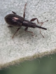 Neocyba metrosideros