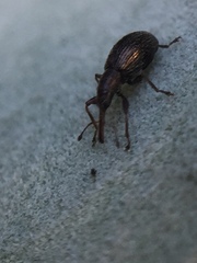 Neocyba metrosideros