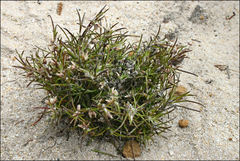 Laxmannia orientalis