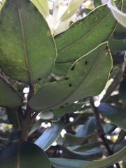 Neocyba metrosideros