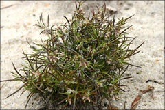 Laxmannia orientalis