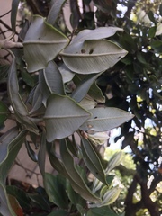 Neocyba metrosideros