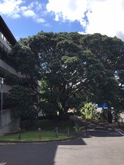 Neocyba metrosideros