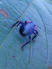 Alcaeorrhynchus grandis