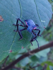 Alcaeorrhynchus grandis