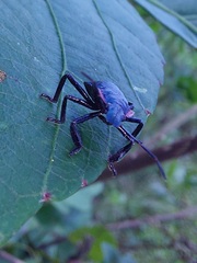 Alcaeorrhynchus grandis