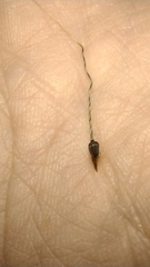 Piptochaetium stipoides