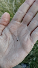 Piptochaetium stipoides