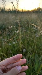 Piptochaetium stipoides