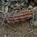 Austrocactus spiniflorus - Photo (c) danielaperezorellana, algunos derechos reservados (CC BY-NC-ND)