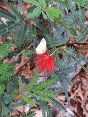 Calliandra peninsularis
