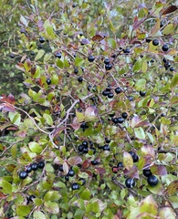 Vaccinium arboreum image