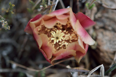 Austrocactus spiniflorus
