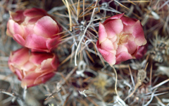 Austrocactus spiniflorus