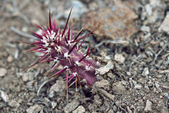 Austrocactus spiniflorus