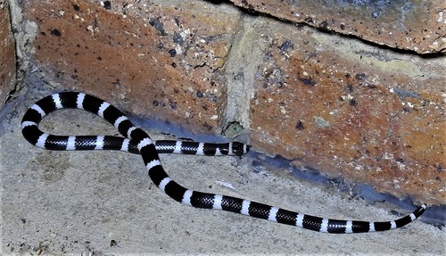 Eastern Bandy Bandy sighting