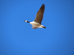 Branta hutchinsii hutchinsii