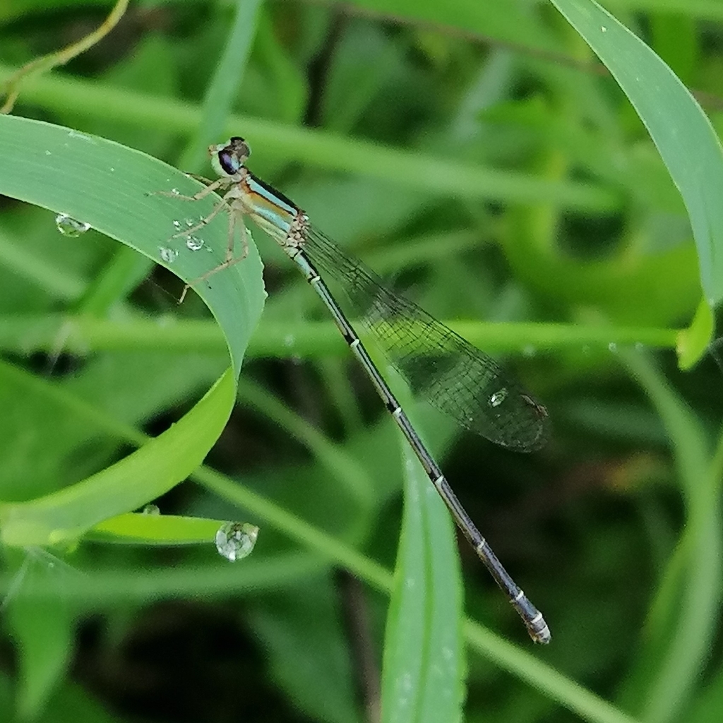 Aeolagrion philipi