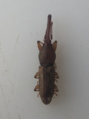 Arecocryptus bellus