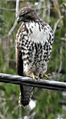 Buteo jamaicensis