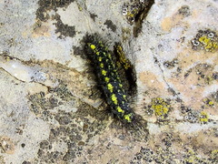 Setina