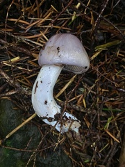 Cortinarius salor