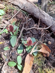 Chiloglottis grammata
