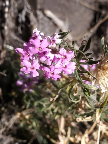 Image of Glandularia pubera by no rights reserved