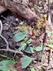 Chiloglottis grammata
