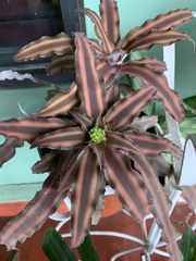 Cryptanthus