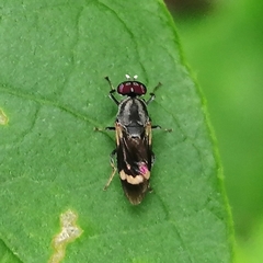 Euryneura